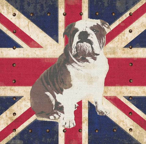 British Bulldog White Modern Wood Framed Art Print with Double Matting by Appleman, Sam