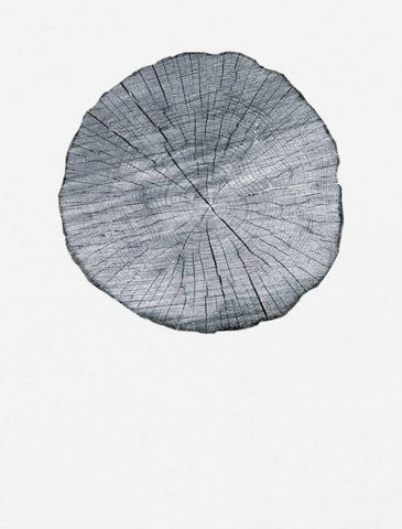 Old Growth Ring Print White Modern Wood Framed Art Print with Double Matting by Appleman, Sam