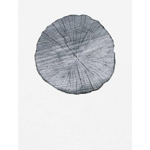 Old Growth Ring Print Black Modern Wood Framed Art Print with Double Matting by Appleman, Sam