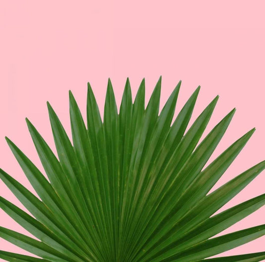 Image Only