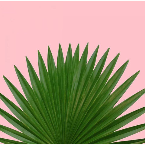 Miami Vibe 1 White Modern Wood Framed Art Print by Duprais, Cameron