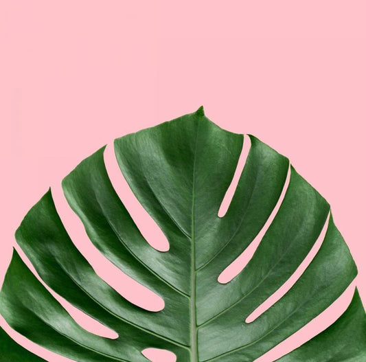 Image Only