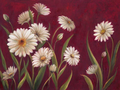 Harmony Daisies  White Modern Wood Framed Art Print with Double Matting by Art Atelier Alliance