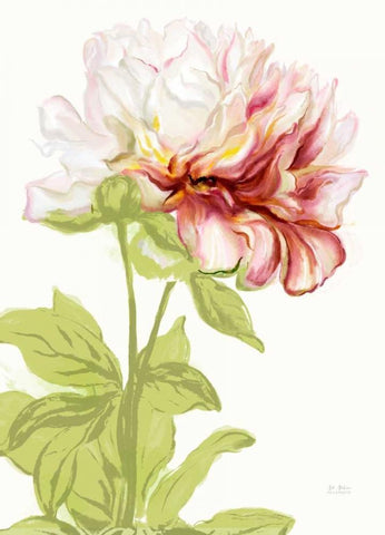 Blushing Peony 1 White Modern Wood Framed Art Print with Double Matting by Art Atelier Alliance