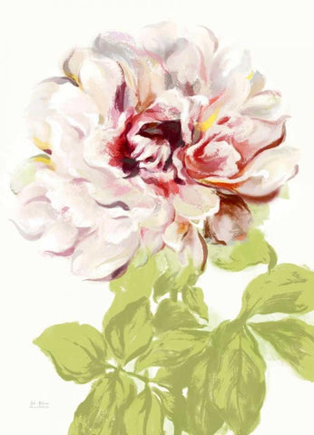 Blushing Peony 2 Black Ornate Wood Framed Art Print with Double Matting by Art Atelier Alliance