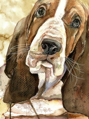 Sweet Basset Hound White Modern Wood Framed Art Print with Double Matting by Jing, Jin