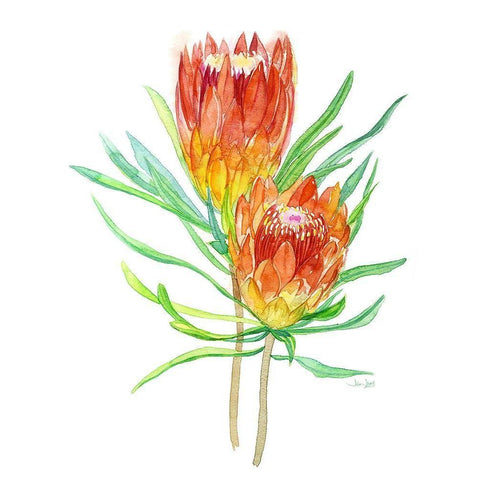 Tropical Blossoming Black Modern Wood Framed Art Print with Double Matting by Jing, Jin