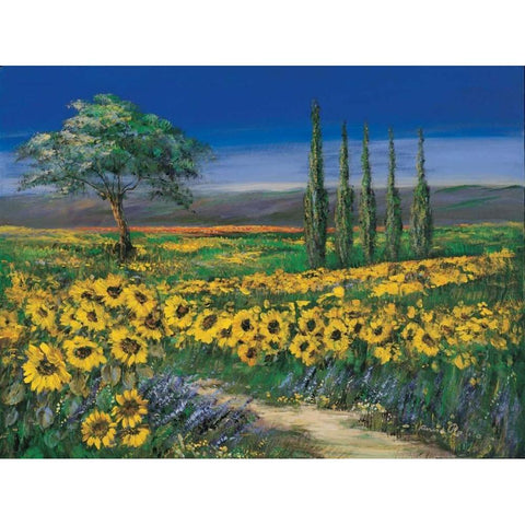 Field of sunflowers White Modern Wood Framed Art Print by Paleta, Anna
