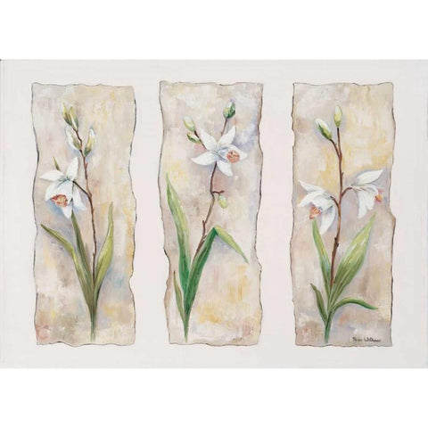 Aspects of orchids White Modern Wood Framed Art Print by Withaar, Rian