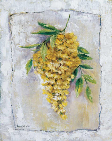 Yellow Laburnum Black Ornate Wood Framed Art Print with Double Matting by Withaar, Rian