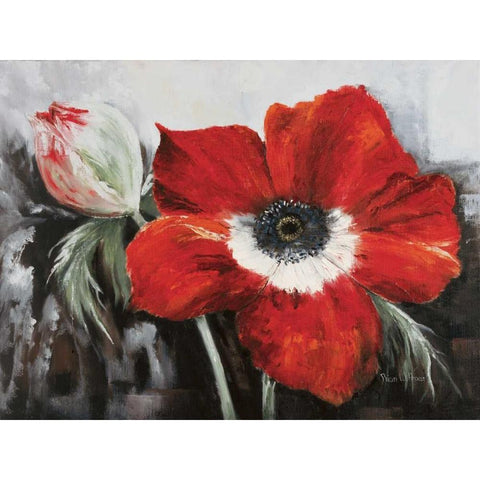 Poppy in full bloom Black Modern Wood Framed Art Print with Double Matting by Withaar, Rian