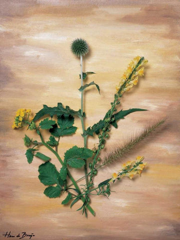 Yellow wild flowers White Modern Wood Framed Art Print with Double Matting by de Bruijn, Hans