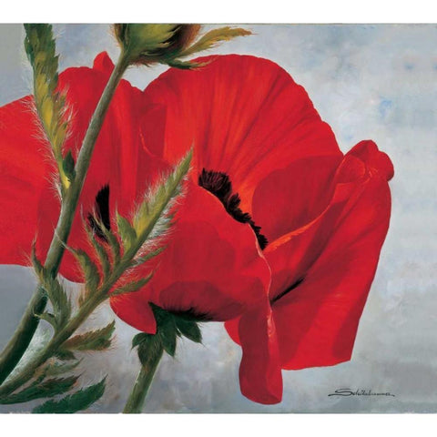 The red poppy White Modern Wood Framed Art Print by Scholnhammer, Heinz