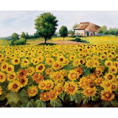 Field with sunflowers Black Modern Wood Framed Art Print with Double Matting by Bosman, Johan