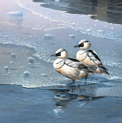 Ducks White Modern Wood Framed Art Print with Double Matting by Weenink, Jan