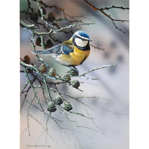 Bird in fir-tree Black Modern Wood Framed Art Print with Double Matting by Weenink, Jan