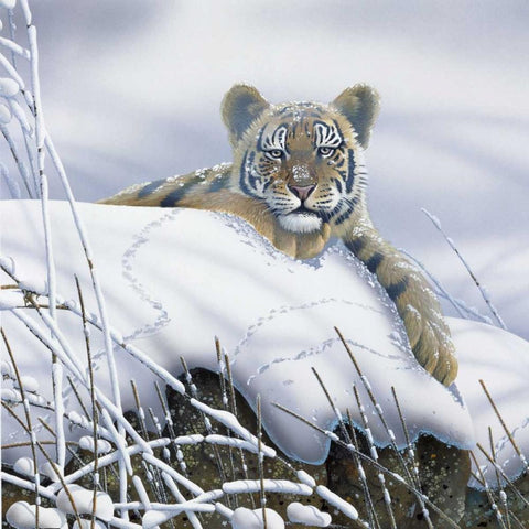 Tiger in the snow Black Modern Wood Framed Art Print with Double Matting by Weenink, Jan