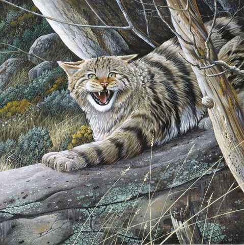 Lynx White Modern Wood Framed Art Print with Double Matting by Weenink, Jan