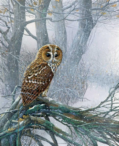 Owl in snowy forest White Modern Wood Framed Art Print with Double Matting by Weenink, Jan