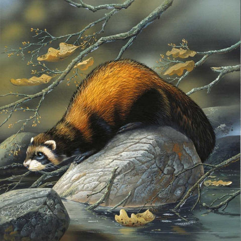 Beaver on a rock Black Modern Wood Framed Art Print with Double Matting by Weenink, Jan