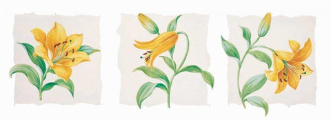 Yellow lily triptych White Modern Wood Framed Art Print with Double Matting by Kumorek, Krysztov