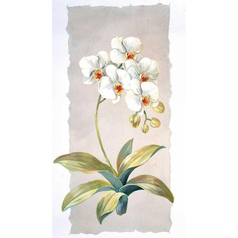 Orchid White Modern Wood Framed Art Print by Kumorek, Krysztov