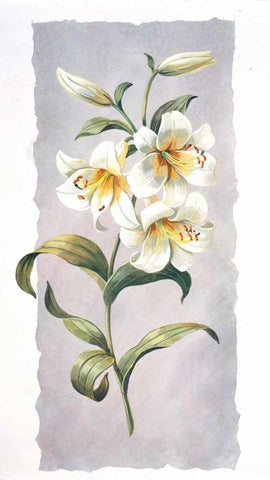 White lily Black Ornate Wood Framed Art Print with Double Matting by Kumorek, Krysztov