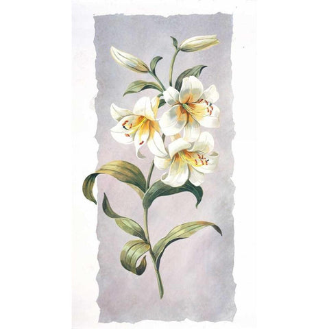 White lily Gold Ornate Wood Framed Art Print with Double Matting by Kumorek, Krysztov