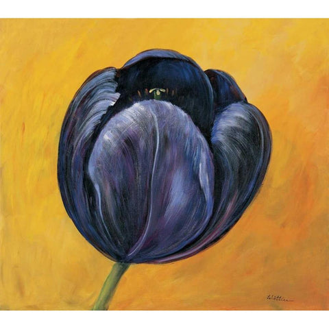 Purple tulip I White Modern Wood Framed Art Print by Schottler, Katharina