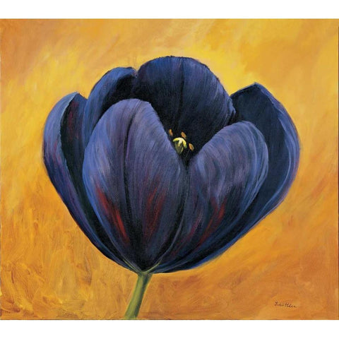 Purple tulip II White Modern Wood Framed Art Print by Schottler, Katharina