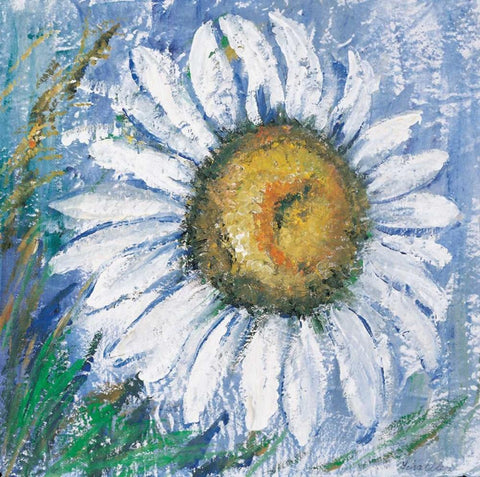 Oxeye daisy White Modern Wood Framed Art Print with Double Matting by Schottler, Katharina