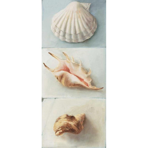 Shell selection I Black Modern Wood Framed Art Print with Double Matting by du Ciel, Milieu