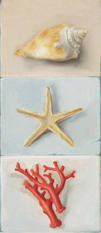 Shell selection II Black Ornate Wood Framed Art Print with Double Matting by du Ciel, Milieu