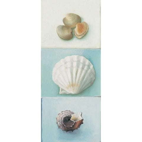 Shell selection III Black Modern Wood Framed Art Print with Double Matting by du Ciel, Milieu