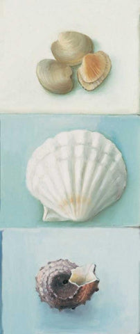 Shell selection III White Modern Wood Framed Art Print with Double Matting by du Ciel, Milieu