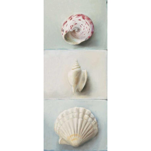 Shell selection IV Black Modern Wood Framed Art Print with Double Matting by du Ciel, Milieu