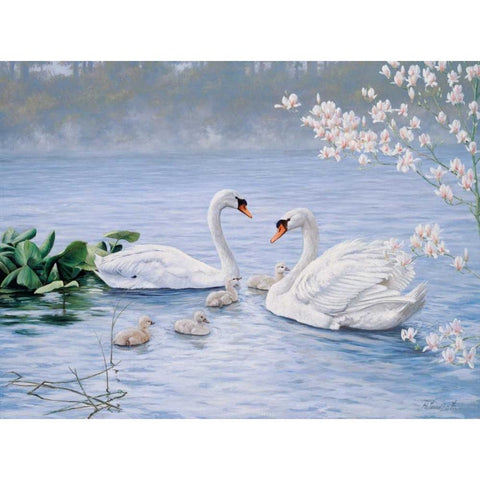 Proud swan family Black Modern Wood Framed Art Print by Motz, Peter