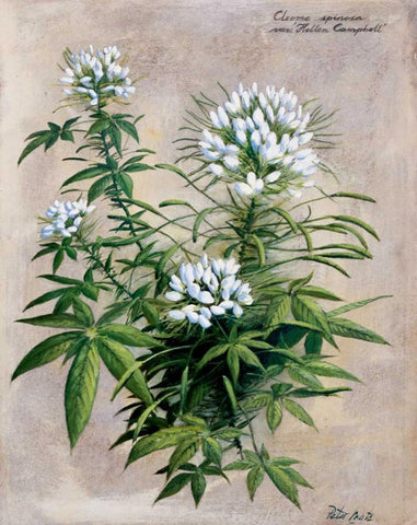 Botanical bouquet II White Modern Wood Framed Art Print with Double Matting by Motz, Peter