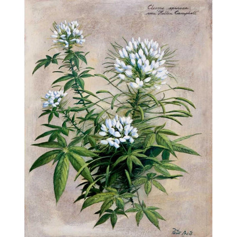 Botanical bouquet II White Modern Wood Framed Art Print by Motz, Peter