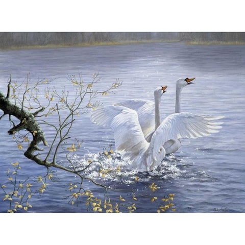 Swans Black Modern Wood Framed Art Print by Motz, Peter