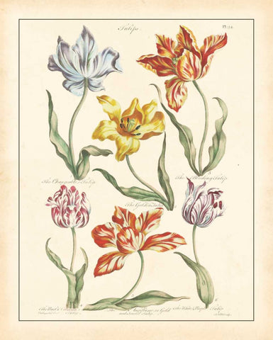 DETAILED FLORAL IV Black Modern Wood Framed Art Print by Artique Studio