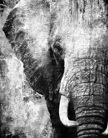 AFRICAN ANIMALS I - grey White Modern Wood Framed Art Print with Double Matting by Yang, Eric