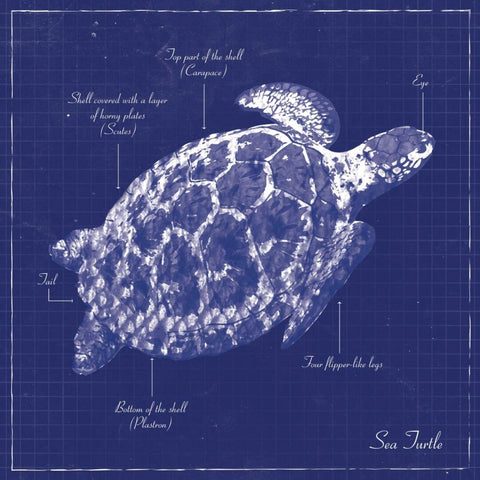 BLUEPRINT SEA TURTLE Black Modern Wood Framed Art Print by Ballantyne, Piper