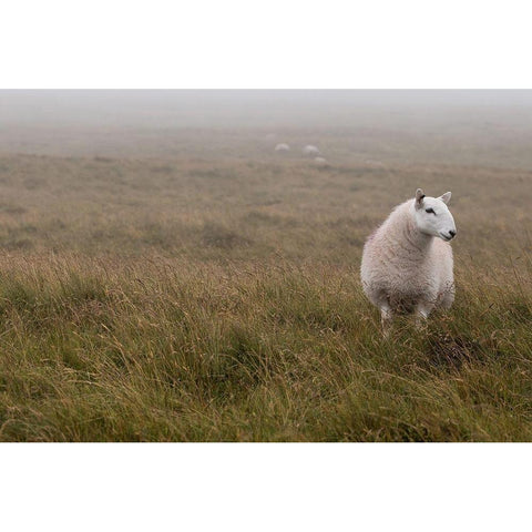 A Sheep standing on grass in mist White Modern Wood Framed Art Print by Frank, Assaf