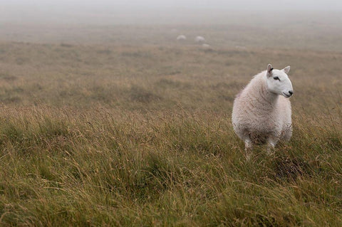 A Sheep standing on grass in mist White Modern Wood Framed Art Print with Double Matting by Frank, Assaf