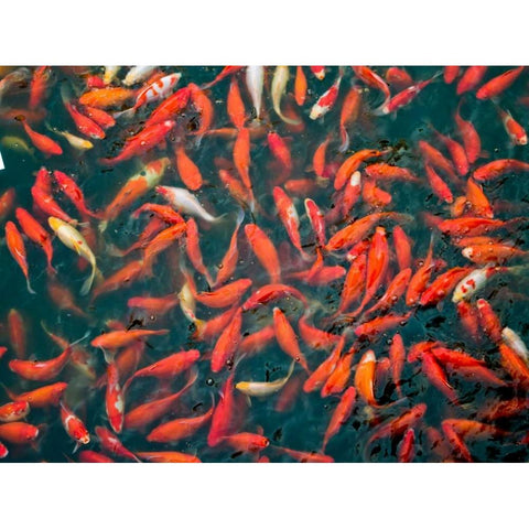 Goldfish gathering at surface, close-up Black Modern Wood Framed Art Print with Double Matting by Frank, Assaf