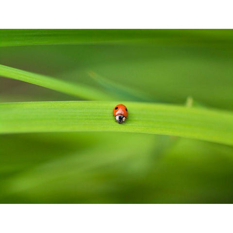 Ladybug on leaf Black Modern Wood Framed Art Print with Double Matting by Frank, Assaf