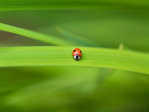 Ladybug on leaf White Modern Wood Framed Art Print with Double Matting by Frank, Assaf