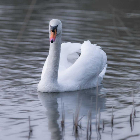 A Swan in a Lake White Modern Wood Framed Art Print by Frank, Assaf