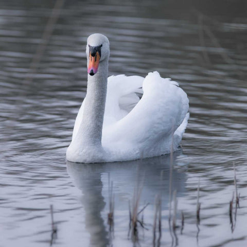 A Swan in a Lake White Modern Wood Framed Art Print with Double Matting by Frank, Assaf